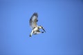 Pied Kingfisher flying over sky Royalty Free Stock Photo