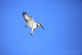 Pied Kingfisher flying over sky Royalty Free Stock Photo