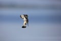 Pied Kingfisher flying over sky Royalty Free Stock Photo