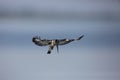 Pied Kingfisher flying over sky Royalty Free Stock Photo