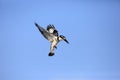 Pied Kingfisher flying over sky Royalty Free Stock Photo