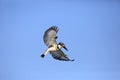 Pied Kingfisher flying over sky Royalty Free Stock Photo