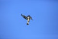 Pied Kingfisher flying over sky Royalty Free Stock Photo