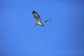 Pied Kingfisher flying over sky Royalty Free Stock Photo