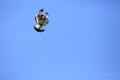 Pied Kingfisher flying over sky Royalty Free Stock Photo