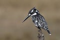 Pied Kingfisher Royalty Free Stock Photo