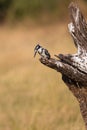 Pied kingfisher in landscape shot