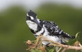 Pied Kingfisher looking back