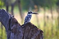 Pied Kingfisher in Okavango Delta, Botswana