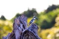 Pied Kingfisher perched on an old tree trunk in Kenya Royalty Free Stock Photo