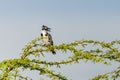 Pied Kingfisher perched Royalty Free Stock Photo