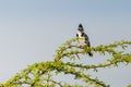 Pied Kingfisher perched Royalty Free Stock Photo