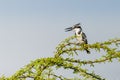 Pied Kingfisher perched Royalty Free Stock Photo