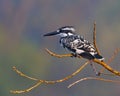 Pied kingfisher is perched on a tree branch against a background of a dense forest of foliage Royalty Free Stock Photo