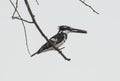 Pied kingfisher perched on a tree branch Royalty Free Stock Photo