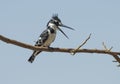 Pied kingfisher perched on a tree branch Royalty Free Stock Photo