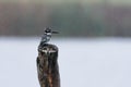 A Pied Kingfisher perched on a tree stump in the rain