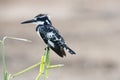 Pied kingfisher - pied crested kingfisher Royalty Free Stock Photo