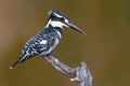 Pied Kingfisher on pirtch Royalty Free Stock Photo