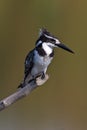 Pied kingfisher on pirtch Royalty Free Stock Photo