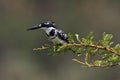 Pied kingfisher on pirtch Royalty Free Stock Photo