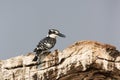Pied kingfisher resting on a log Royalty Free Stock Photo