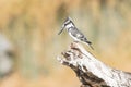 Pied kingfisher resting over a river on a log Royalty Free Stock Photo