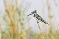 Pied kingfisher resting on reed Royalty Free Stock Photo