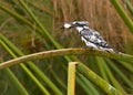 A Pied Kingfisher with itÃÂ´s prey Royalty Free Stock Photo