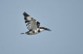 Pied kingfisher in sea beach