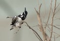 Pied Kingfisher shaking its head at Asker marsh, Bahrain Royalty Free Stock Photo