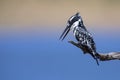 Pied Kingfisher sitting on a branch to hunt for fish Royalty Free Stock Photo