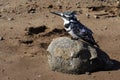 Pied Kingfisher sitting on a rock on a beach in South Africa Royalty Free Stock Photo