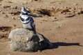 Pied Kingfisher sitting on a rock on a beach in South Africa Royalty Free Stock Photo