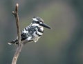 Pied Kingfisher sitting on a tree branch Royalty Free Stock Photo