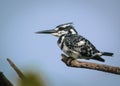 Pied Kingfisher sitting on a tree branch Royalty Free Stock Photo