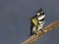 Pied Kingfisher with sizable catch in beak