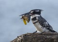 Pied Kingfisher with sizable catch in beak Royalty Free Stock Photo