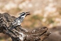 Pied kingfisher with small catfish in mouth