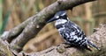 Pied Kingfisher