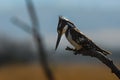 Pied kingfisher in south afriica