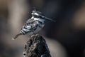 Pied kingfisher on stump with dark background