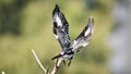 Pied Kingfisher take off from perch, dive into a catch