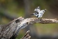 Pied kingfisher takes off from tree stump