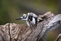 Pied kingfisher taking off from tree stump