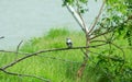 Pied kingfisher water bird Ceryle rudis with white black plumage crest and large beak spotted on tree branch in coastal area Royalty Free Stock Photo