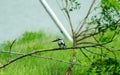 Pied kingfisher water bird Ceryle rudis with white black plumage crest and large beak spotted on tree branch in coastal area Royalty Free Stock Photo