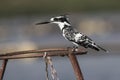 pied kingfisher who sits on metal supports on Lake