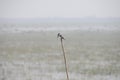 Pied Kingfisher, wildlife, migratory birds, beautiful, awesome