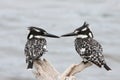 Pied Kingfishers